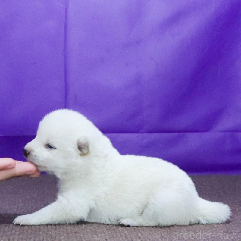 販売中の愛知県の柴犬-407172の3枚目